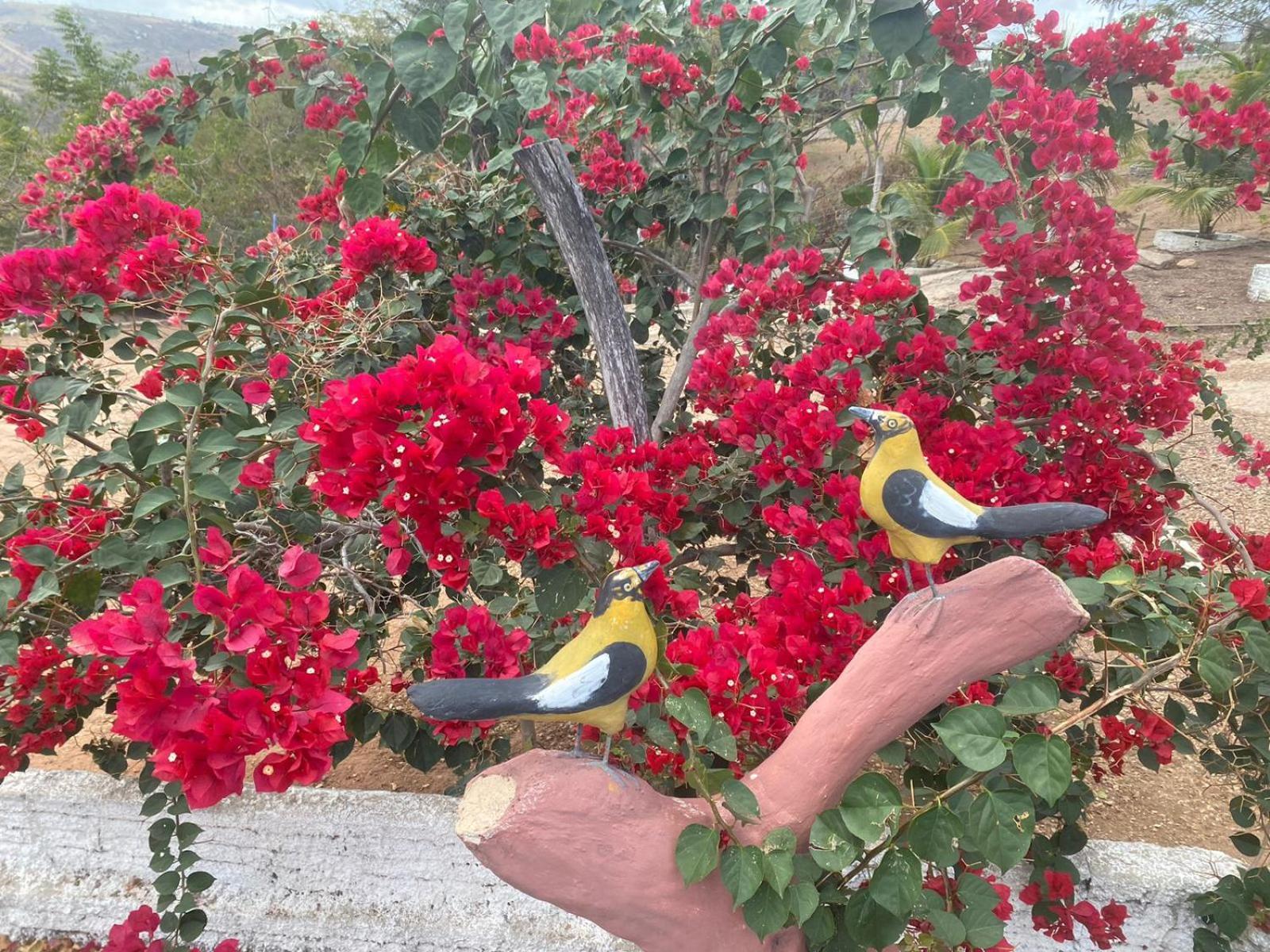 Encanto Dos Passaros Otel Monte das Gameleiras Dış mekan fotoğraf